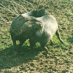 Collared Peccaries 11th March 2000