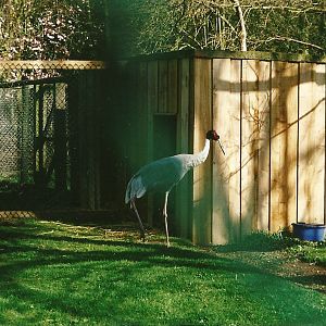 New cladding on Sarus Crane shelter 25th March 2000