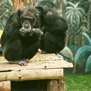 Chimpanzees 25th March 2000