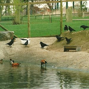 Waterfowl pool with hangers on 25th March 2000