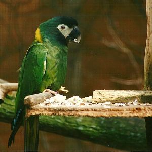 Yellow-collared Macaw 25th March 2000