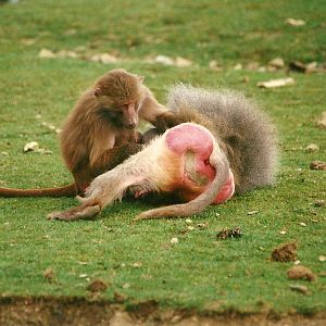 Hamadryas Baboons 25th March 2000