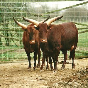 Ankole Cattle 25th March 2000