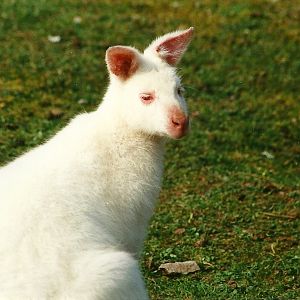 Albino Wallaby 1st April 2000