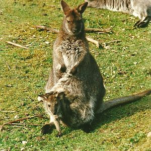 Wallabies 1st April 2000