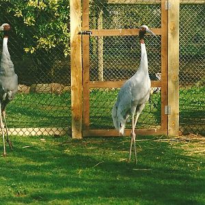 Sarus Cranes 1st April 2000