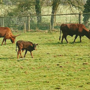 Ankole Cattle 1st April 2000
