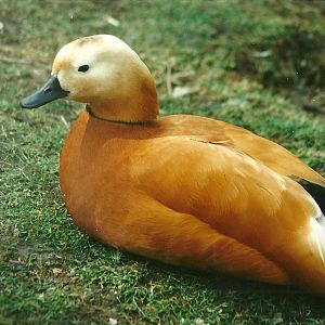 Ruddy Shelduck 1st April 2000