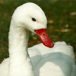 Coscoroba Swan 1st April 2000