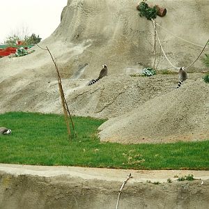 Lemur Island 1st April 2000