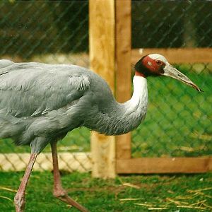 Sarus Crane 1st April 2000