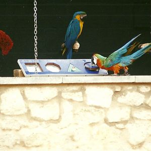 Jaffa on the form board 29th April 2000