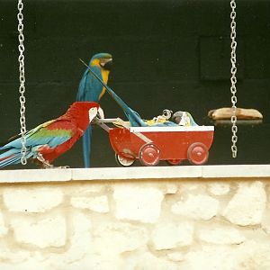 Parrot Show 29th April 2000