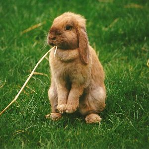 Domestic Rabbit 29th April 2000
