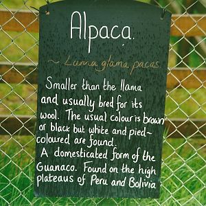 Information board for newly arrived Alpacas 27th May 2000