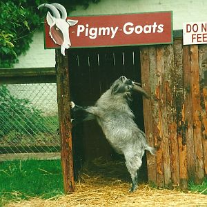 Goat shelter 27th May 2000