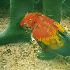 Scarlet Macaw 27th May 2000