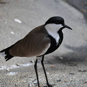 Spur-winged plover/ Hoplopterus spinosus