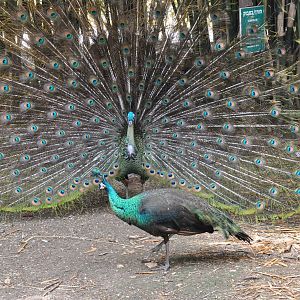 Green peafowl/ Pavo muticus