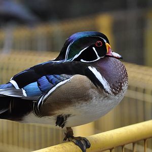 North American wood duck/ Aix sponsa