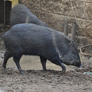 Collared peccary/ Pecari tajacu