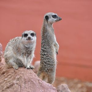 Slender-tailed meerkat/ Suricata suricatta