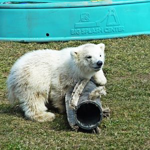 polar bear cub 3/29/13