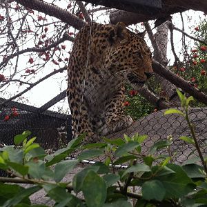 North China Leopard