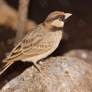 Fischer's Sparrow-Lark (Eremopterix leucopareia) male