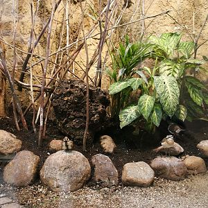 The interior of one of the aviary