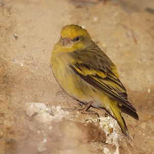 Cape Canary (Serinus canicollis)