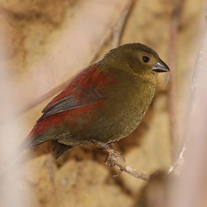 Red-faced Crimsonwing (Cryptospiza reichenovii)