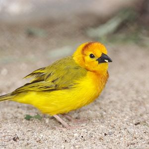 Taveta Golden Weaver (Ploceus castaneiceps)
