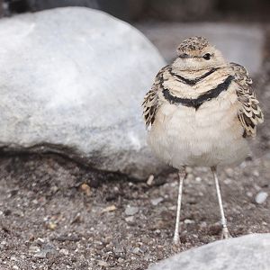 Double-banded Courser (Smutsornis africanus)