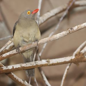Red-billed Oxpecker (Buphagus erythrorhynchus)