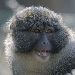 Allen's swamp monkey