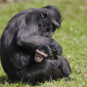 Celebes black ape mother and infant