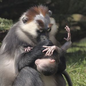 Cherry-crowned mangabeys