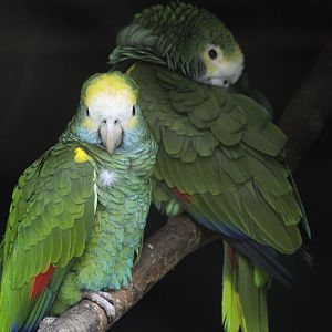 Yellow-shouldered amazons