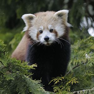 Red pand