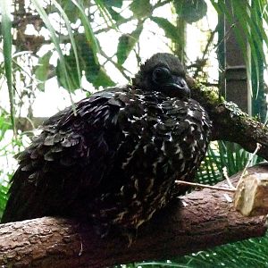 Crested Guan at Walsrode, 22/03/13