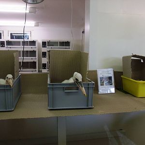 Pelican Rearing at Walsrode, 22/03/13