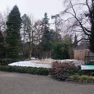 Shoebill Exhibit at Walsrode, 22/03/13