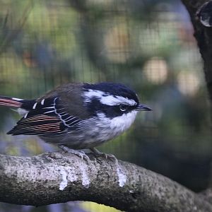 Red-tailed Minla (Minla ignotincta) October 2011