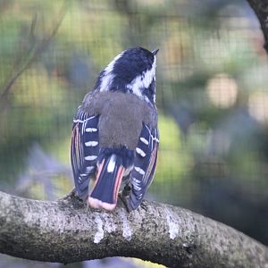 Red-tailed Minla (Minla ignotincta) October 2011