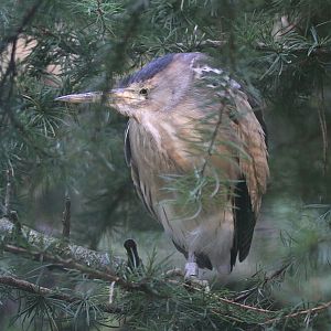 Little Bittern (Ixobrychus minutus) October 2011