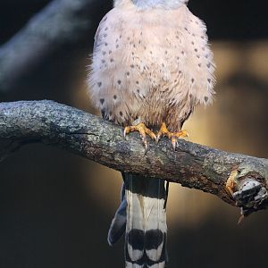 Lesser Kestrel (Falco naumanni) October 2011