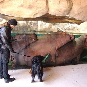 Heap of Hippos at Hannover, 23/03/13