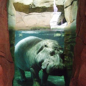 Common Hippo Underwater at Hannover, 23/03/13