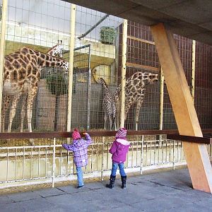 Giraffe House Interior at Hannover, 23/03/13